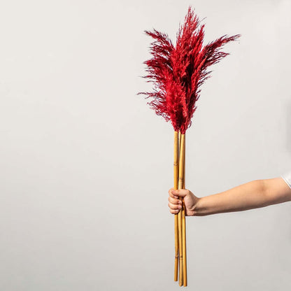 Hand holding a vibrant red dyed dried pampas grass bouquet bundle for dramatic dopamine decor floor vase on white backdrop.