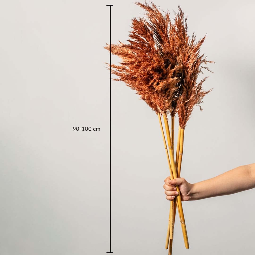 Brown pampas grass stems shown with size dimensions 90 to 100 cm height for tall vase decoration and home styling.