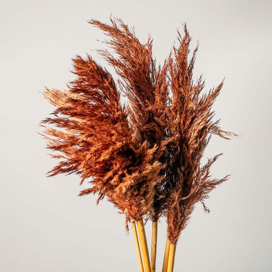 Detailed view of brown pampas grass with feathery texture for boho chic vase styling and elegant decor accents.