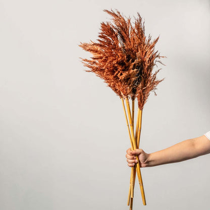 Hand holding a burnt orange dyed dried pampas grass bouquet bundle for warm seasonal autumn tabletop vase on white backdrop.