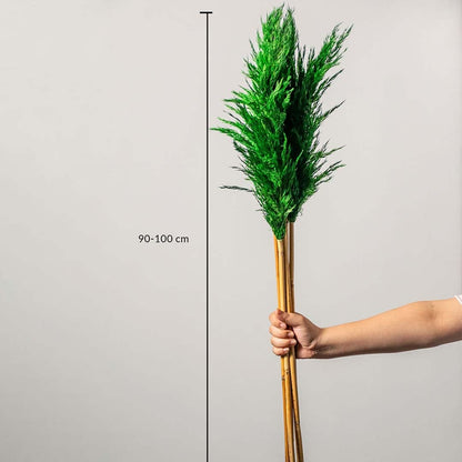 Green pampas grass stems shown with size dimensions 90 to 100 cm height for tall vase decoration and home styling.