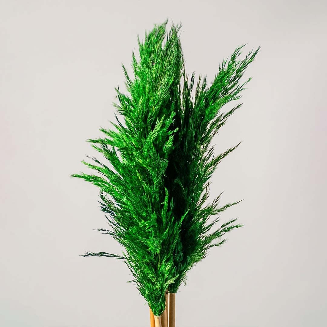 Detailed view of green pampas grass with natural feathery look for elegant home decoration and vase styling.