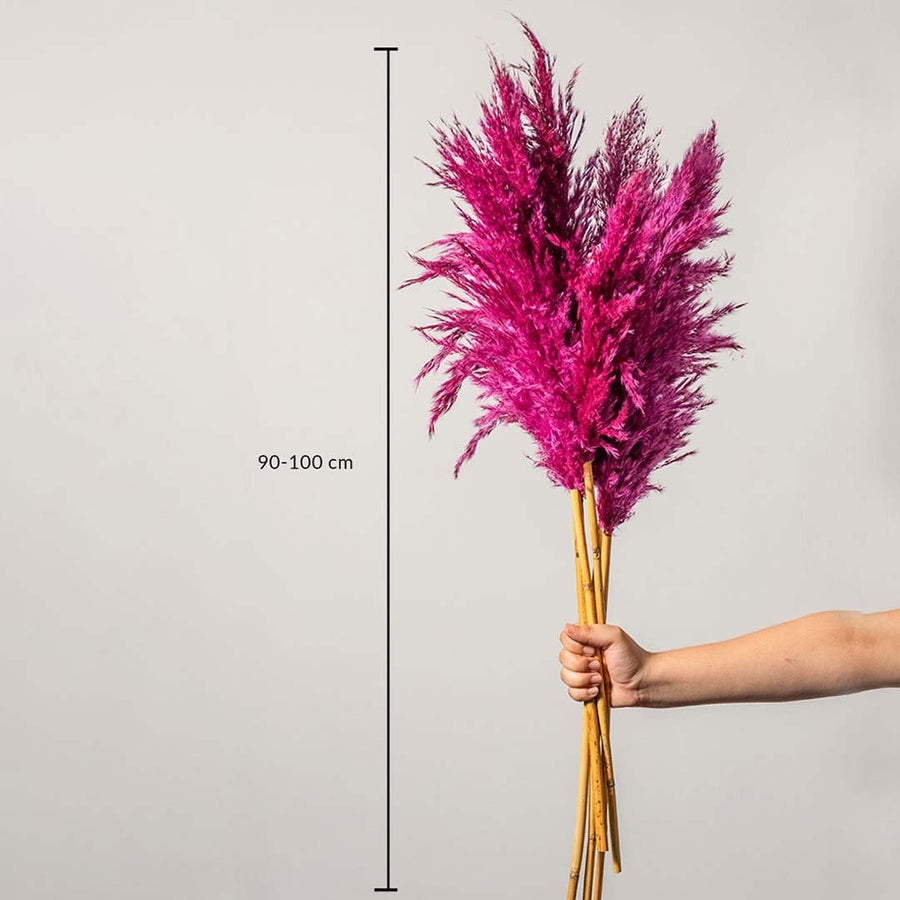 Magenta pampas grass stems shown with size dimensions 90 to 100 cm height for tall vase decoration and home styling.