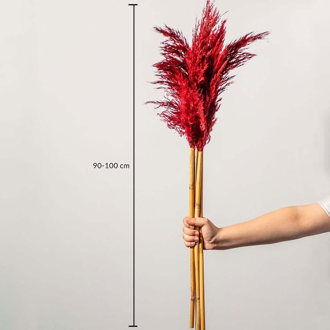 Red pampas grass stems shown with size dimensions 90 to 100 cm height for tall vase decoration and home styling.