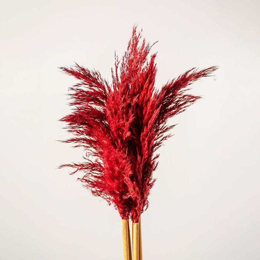Detailed view of red pampas grass with feathery plumes for boho vase styling and home interior decor.