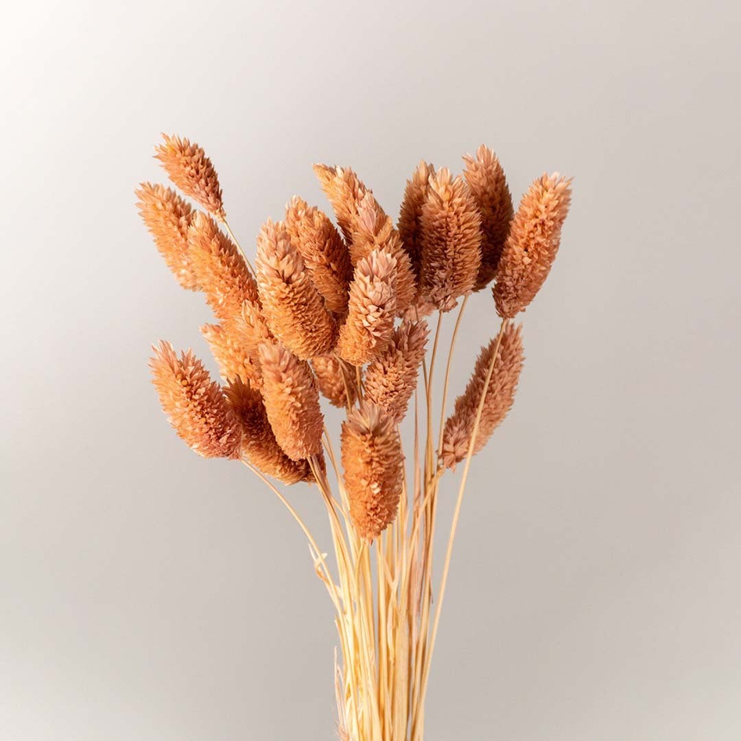 Closeup of brown dried bunny tail stems showing soft fluffy texture and delicate natural details perfect for warm rustic home decor styling.