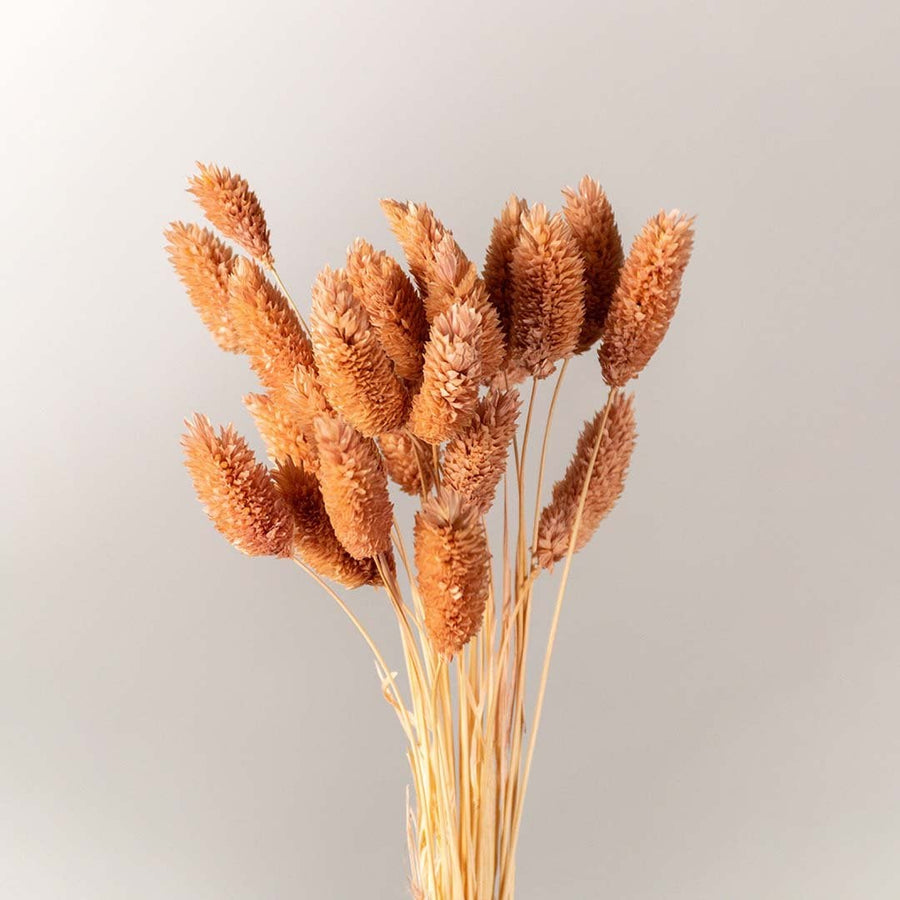 Closeup of brown dried bunny tail stems showing soft fluffy texture and delicate natural details perfect for warm rustic home decor styling.