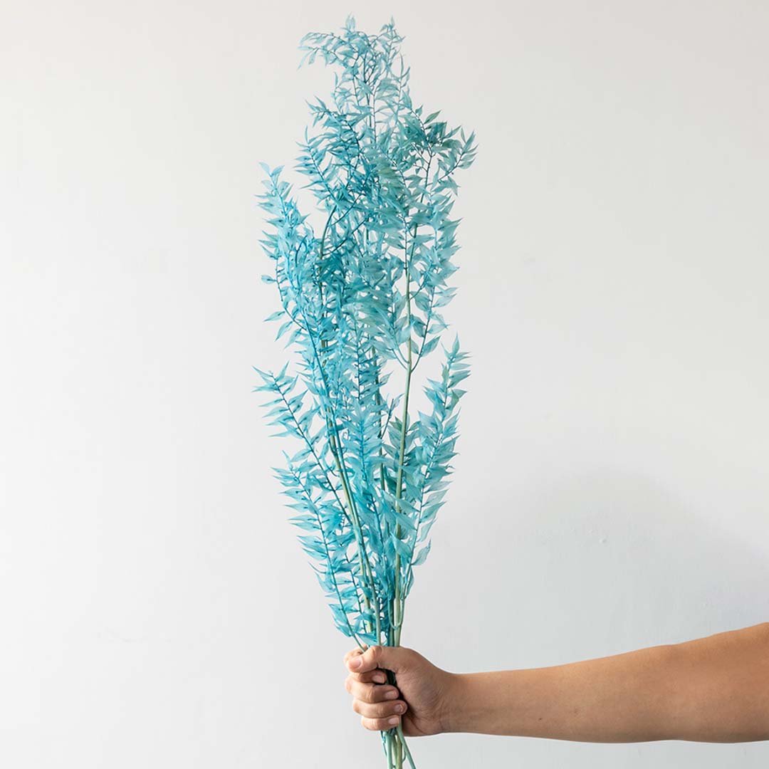 Hand holding a sky blue dried caspia wildflower bouquet for elegant minimalist bedroom tabletop decoration on white backdrop.