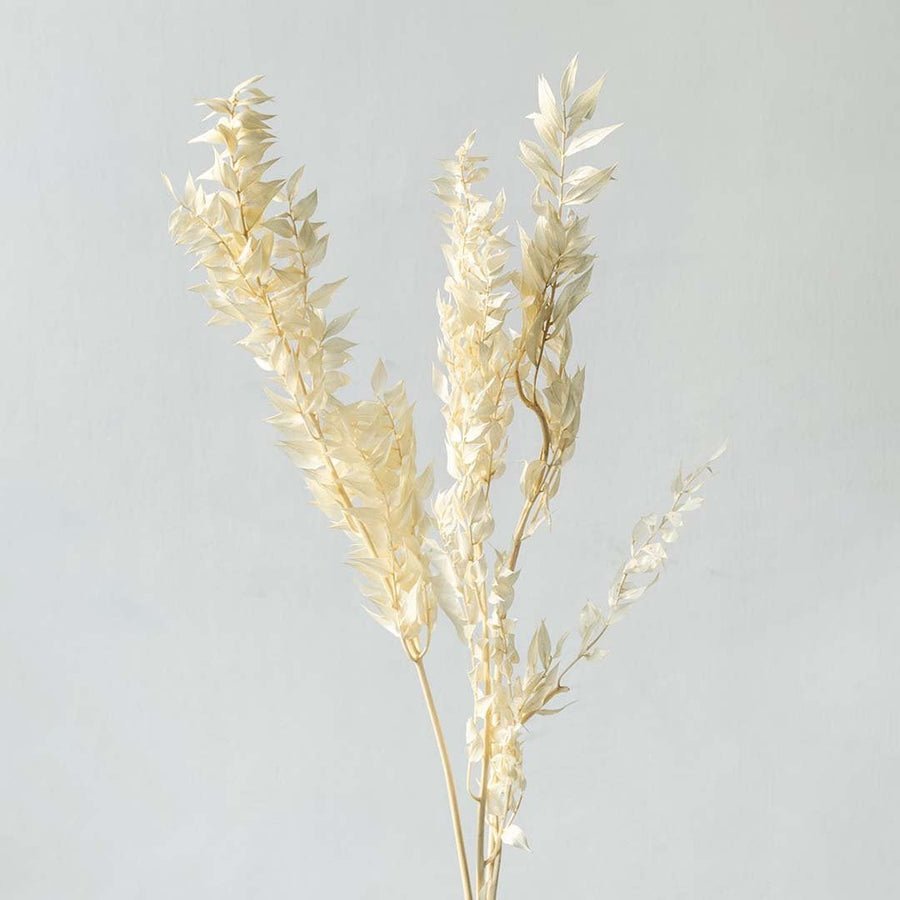 Closeup of ivory dried foliage showing delicate feathery texture perfect for soft organic home decoration.