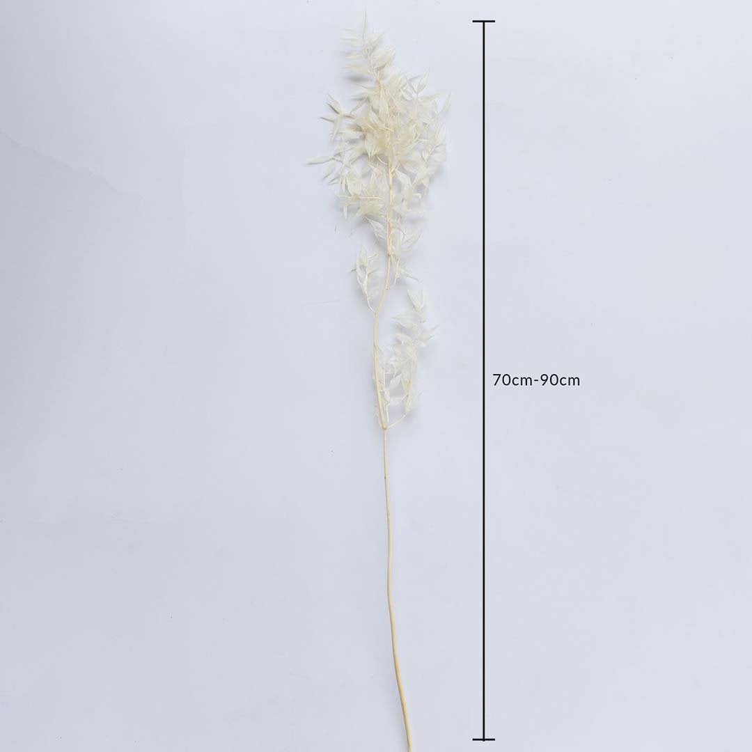 Ivory dried foliage stem on a white background with 70 to 90cm height shown for natural decorative home use.