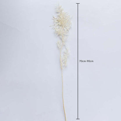 Ivory dried foliage stem on a white background with 70 to 90cm height shown for natural decorative home use.
