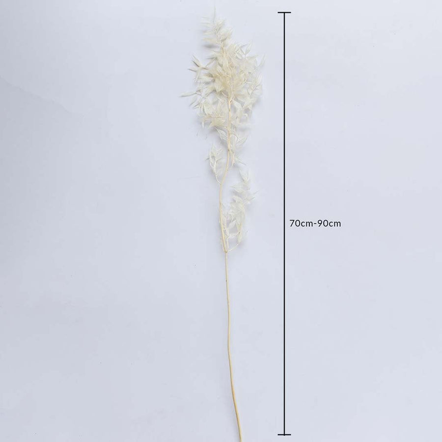 Ivory dried foliage stem on a white background with 70 to 90cm height shown for natural decorative home use.