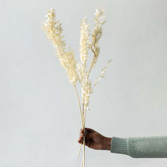 Hand holding white dried delphinium flower stems bundle for luxury rustic living room tabletop styling on white backdrop.