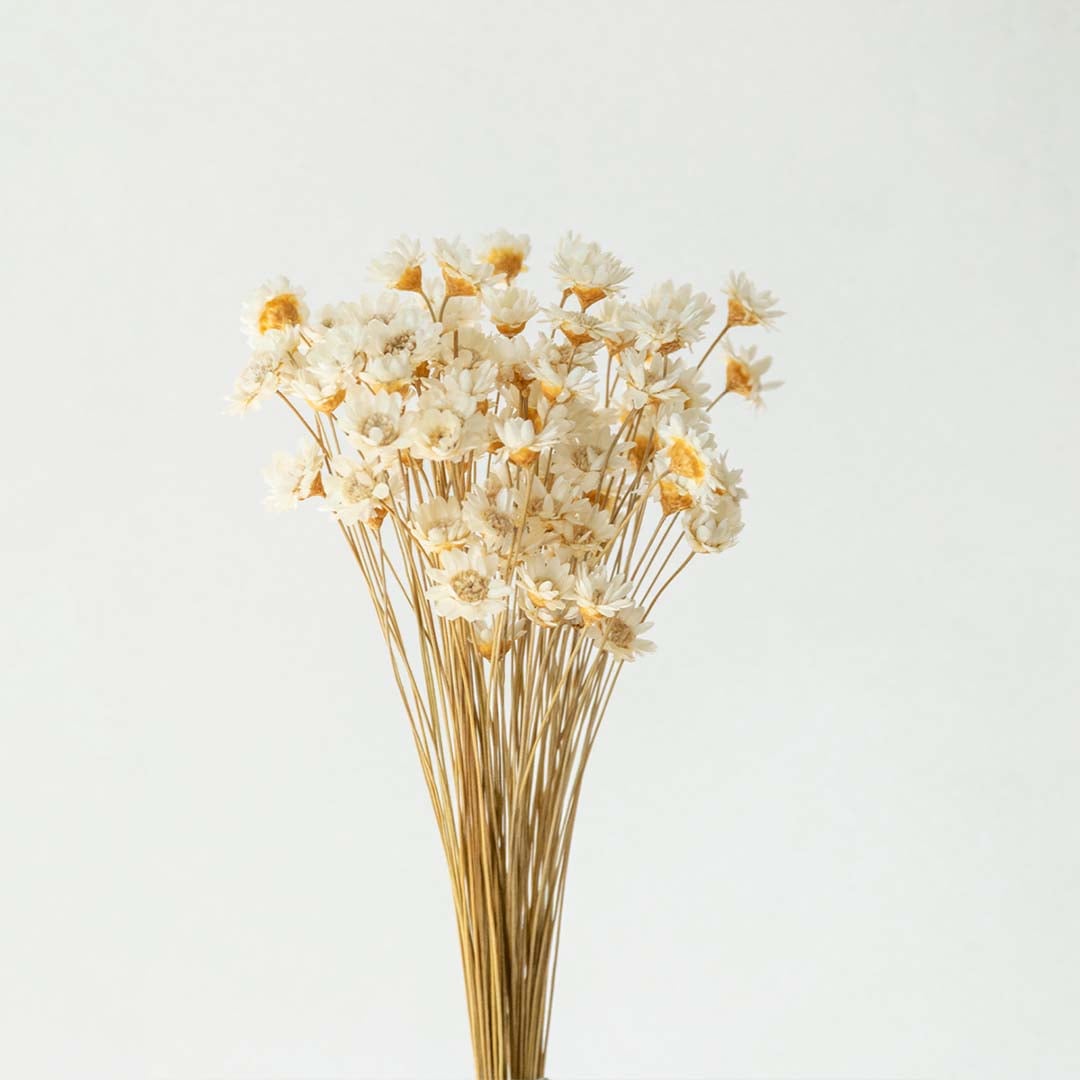 Closeup of dried white flower head with soft petals showcasing its natural texture for minimal rustic home styling.