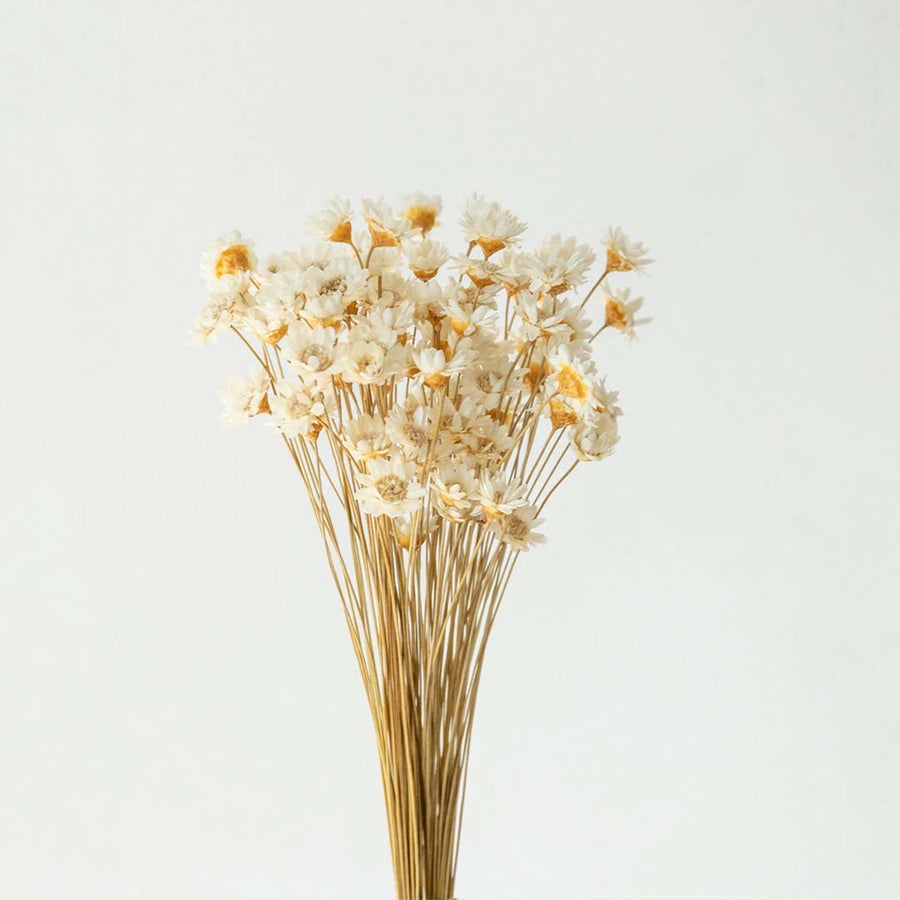 Closeup of dried white flower head with soft petals showcasing its natural texture for minimal rustic home styling.