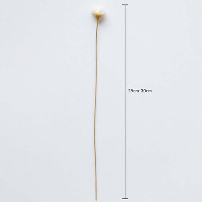 Dried white flower stem shown with 25cm to 30cm height measurement for accurate placement in decorative arrangements.