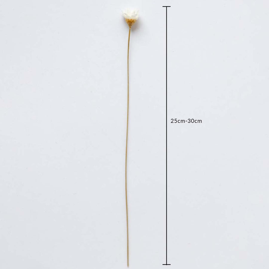 Dried white flower stem shown with 25cm to 30cm height measurement for accurate placement in decorative arrangements.
