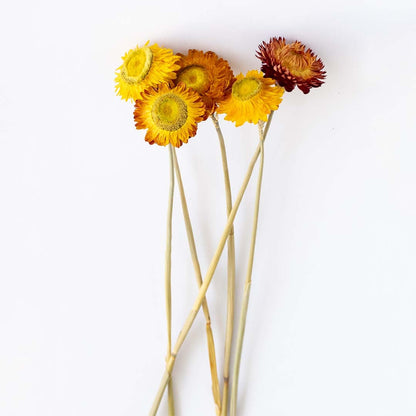 Closeup of a yellow dried daisy head showing textured petals and natural detail perfect for vibrant organic interior decor.