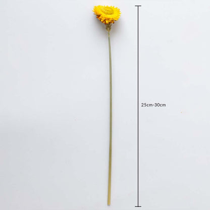 Yellow dried daisy stem on a white background with 25 to 30cm height shown for natural decorative home use.