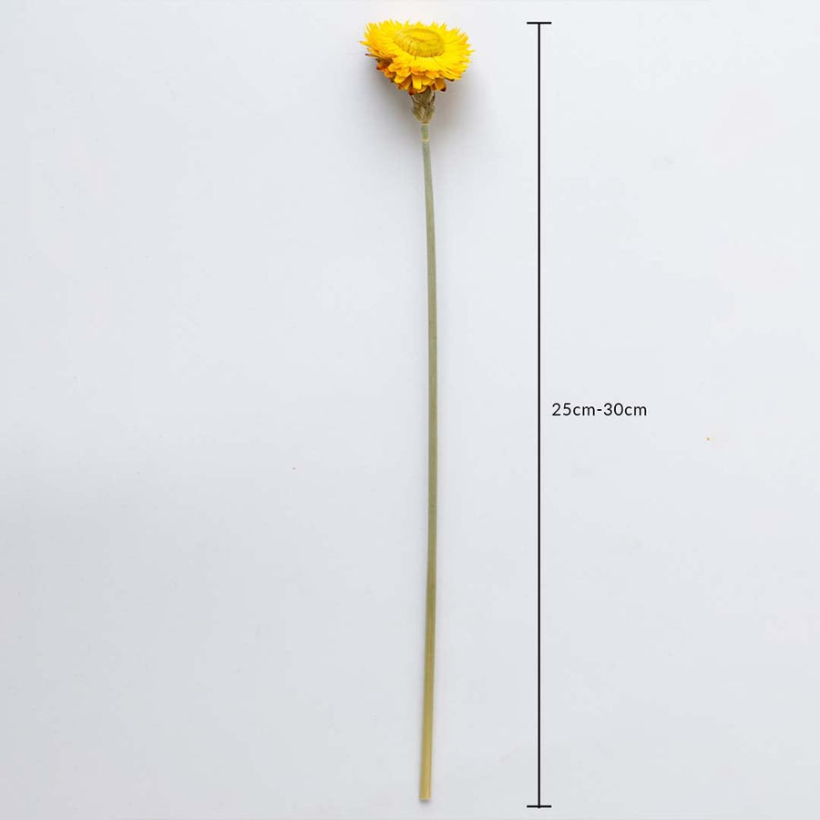 Yellow dried daisy stem on a white background with 25 to 30cm height shown for natural decorative home use.