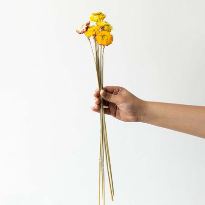 Hand holding bright yellow dried helichrysum strawflower stems for rustic farmhouse mantel arrangement on white backdrop.