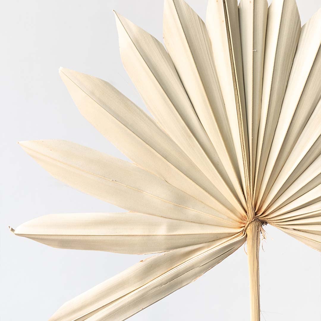 Closeup of a beige dried palm leaf showing detailed pleated texture perfect for earthy organic home decor.