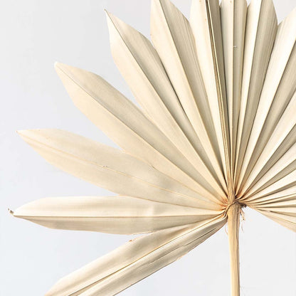 Closeup of a beige dried palm leaf showing detailed pleated texture perfect for earthy organic home decor.