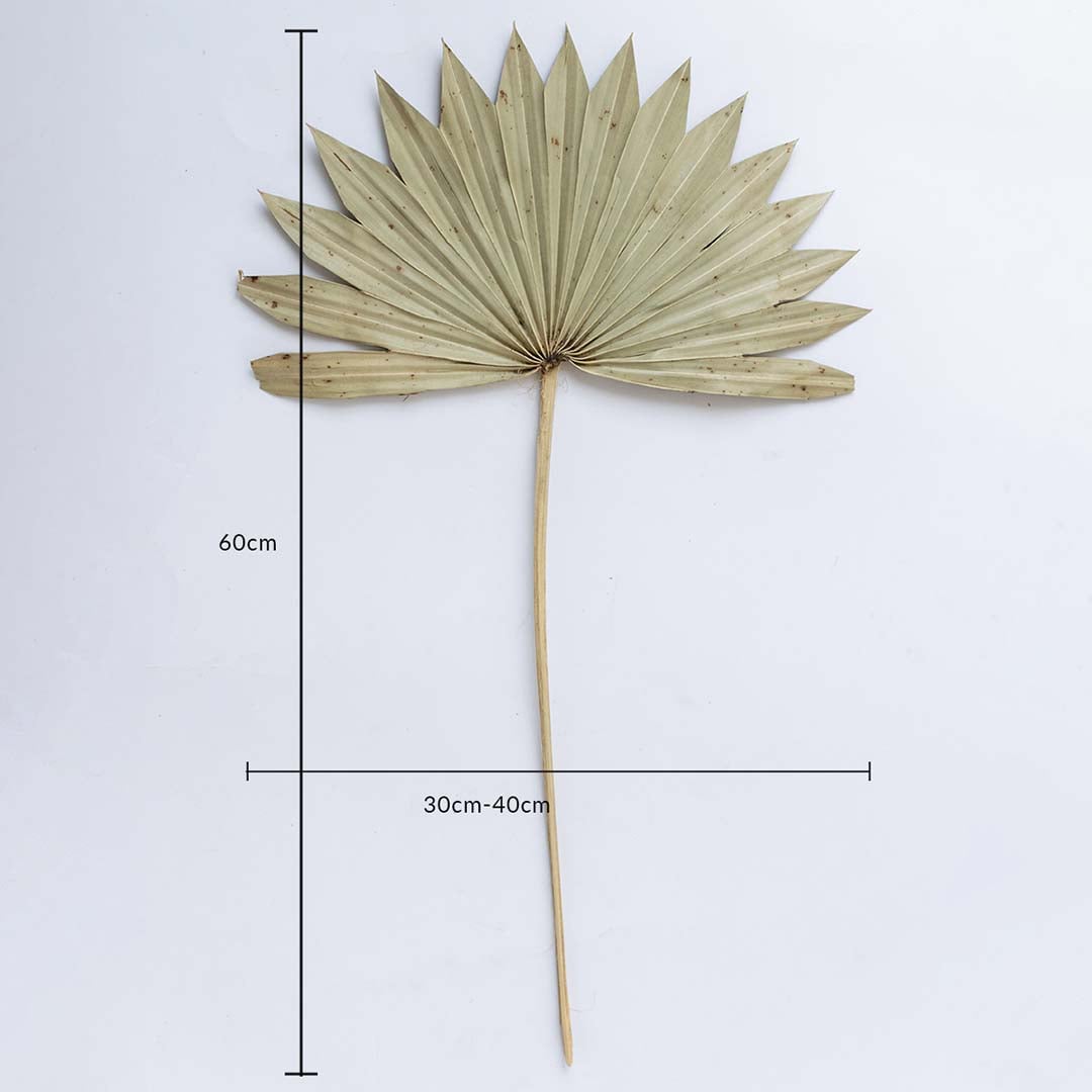 Beige dried palm leaf on a white background with 60cm height and 30 to 40cm width for natural home decor use.