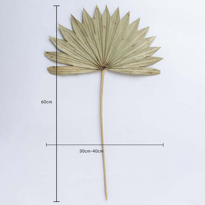 Beige dried palm leaf on a white background with 60cm height and 30 to 40cm width for natural home decor use.