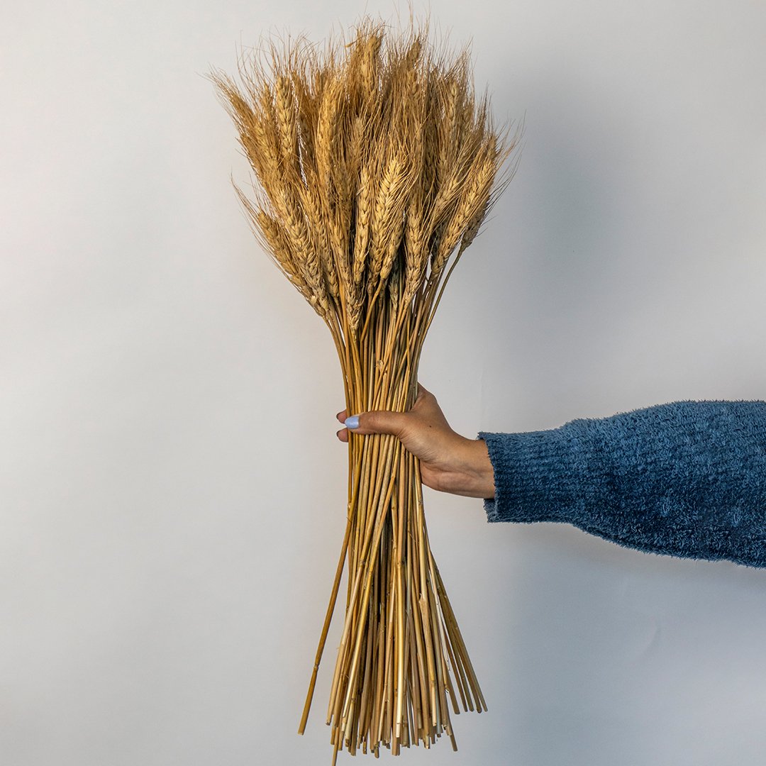 Hand holding a lush bundle of natural golden dried wheat stalks for rustic autumn farmhouse home decor on white backdrop.