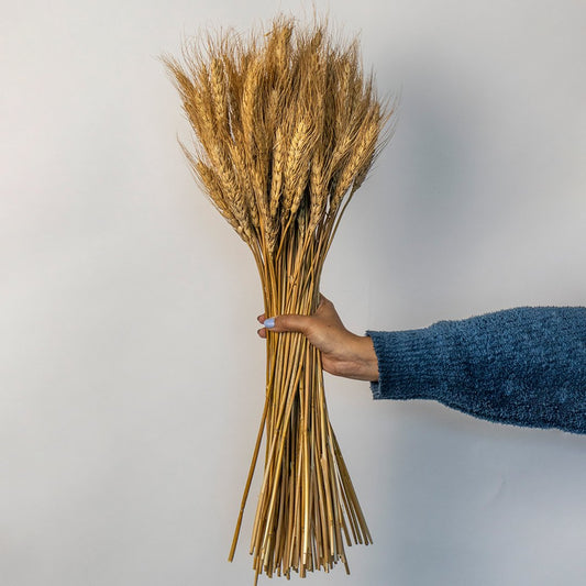 Hand holding a lush bundle of natural golden dried wheat stalks for rustic autumn farmhouse home decor on white backdrop.
