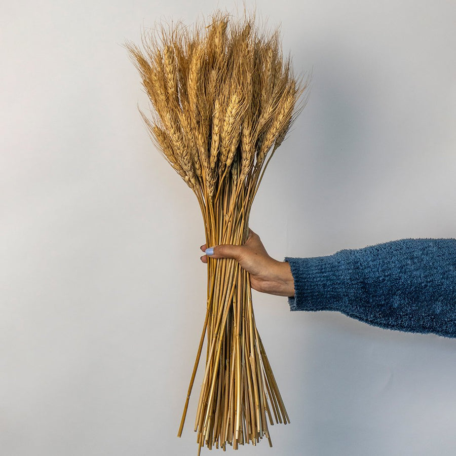 Hand holding a lush bundle of natural golden dried wheat stalks for rustic autumn farmhouse home decor on white backdrop.
