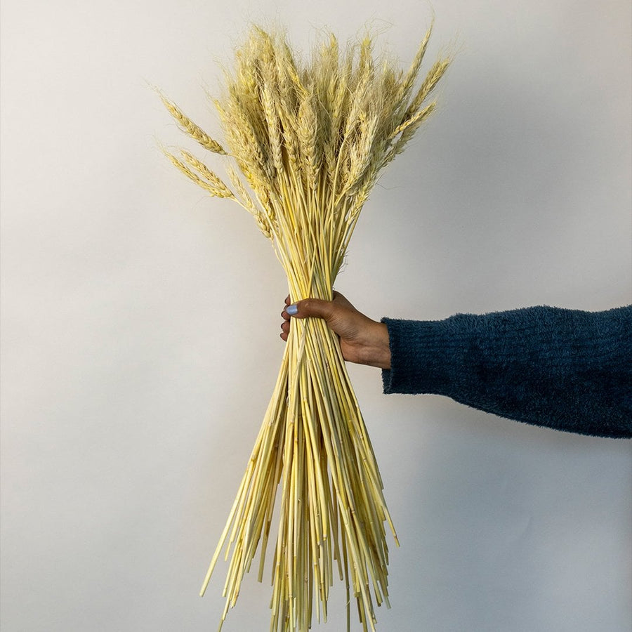 Neutral dried wheat stems displayed in a transparent vase on white background showcasing soft golden hues and simple elegance.