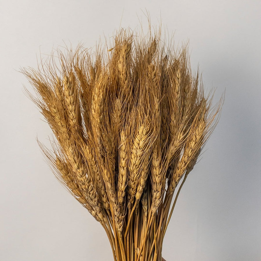 Closeup of dried wheat stems showing fine grains and texture placed in a sleek glass vase for simple rustic styling.