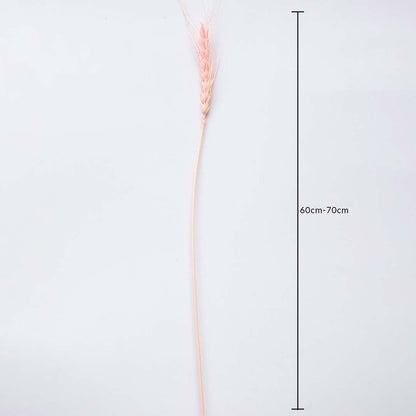Dried pink wheat stem measured at 60 cm displayed on a white background creating a vibrant fluffy pampas décor accent ideal for boho décor artistic interiors and warm modern styling.