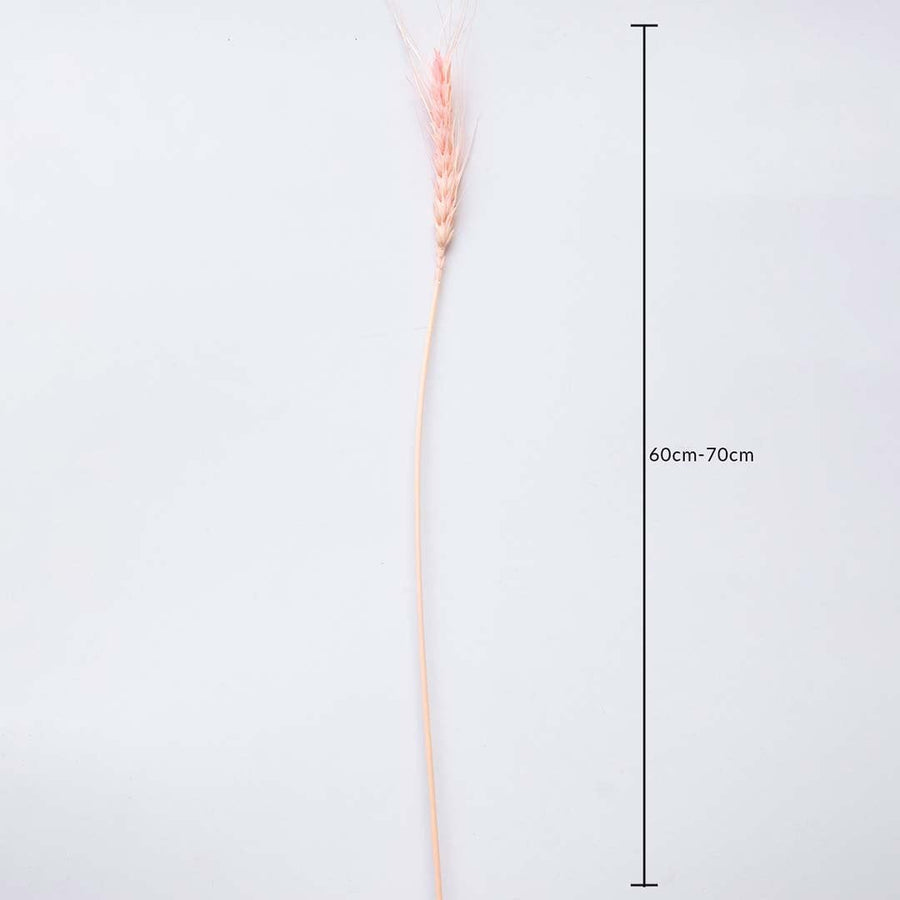 Dried pink wheat stem measured at 60 cm displayed on a white background creating a vibrant fluffy pampas décor accent ideal for boho décor artistic interiors and warm modern styling.