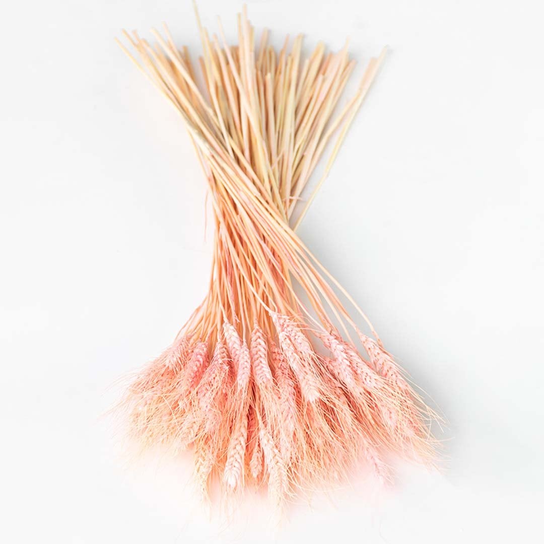Dried pink wheat grass blend displayed on a clean background creating a vibrant fluffy pampas décor accent perfect for boho home décor artistic interiors and modern warm styling.