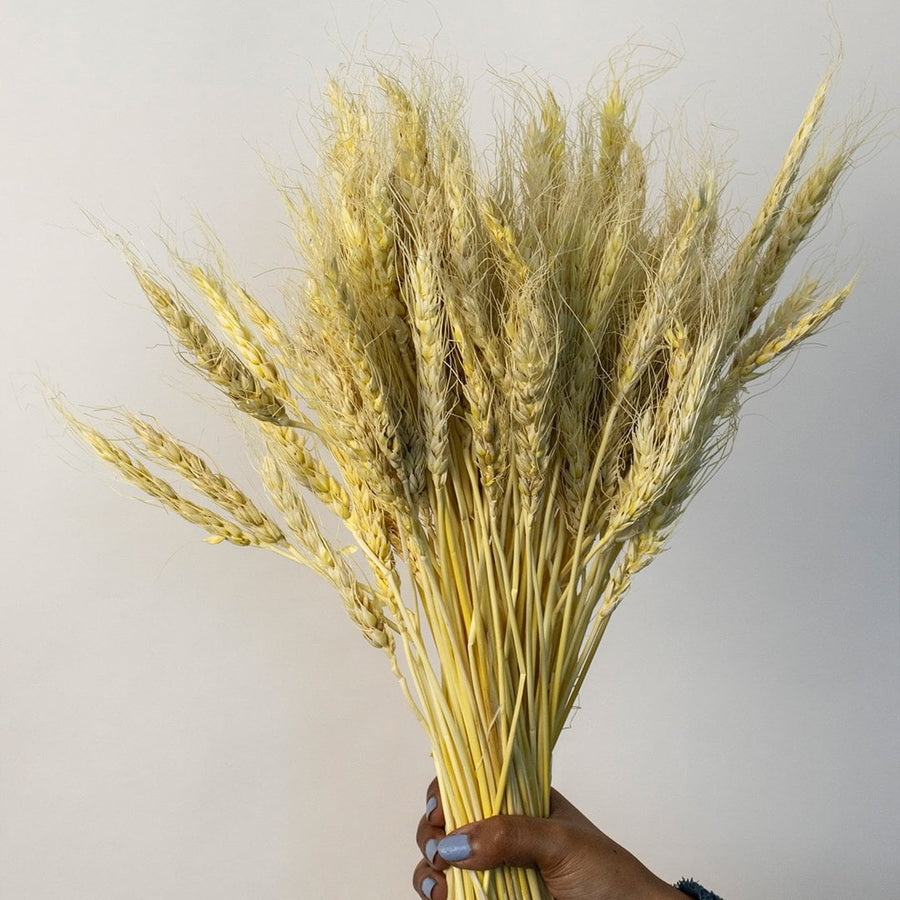 Closeup of dried wheat bunch highlighting delicate texture and pale golden tones for a rustic yet refined home decor accent.