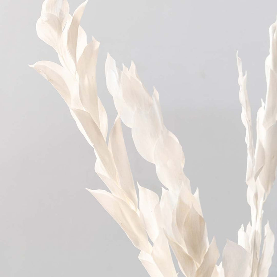 Detailed closeup of white dried leaf stems showing natural texture displayed on white background decorative floral accent.