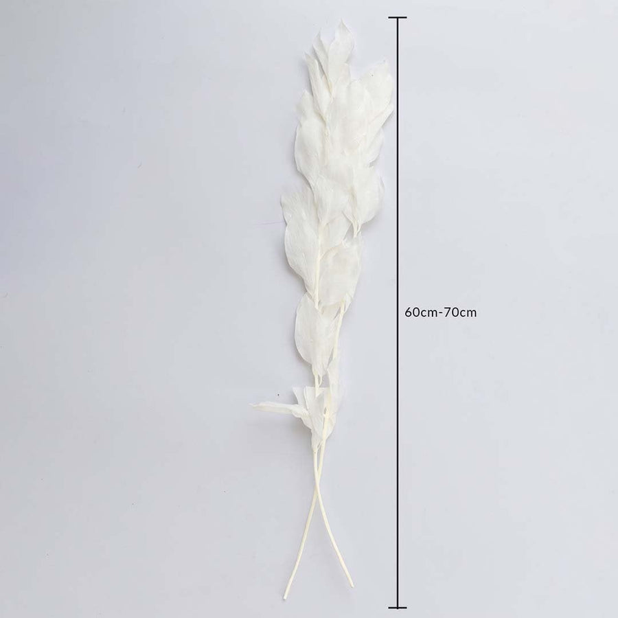 White dried leaf stem 60-70cm length displayed on white background for size dimension natural dried floral home decor.