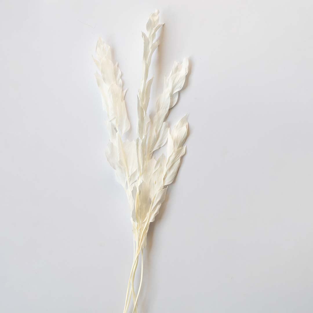Dried white leaves stems arranged neatly on a white background featuring natural texture perfect for minimalist vases table decor and neutral home styling.
