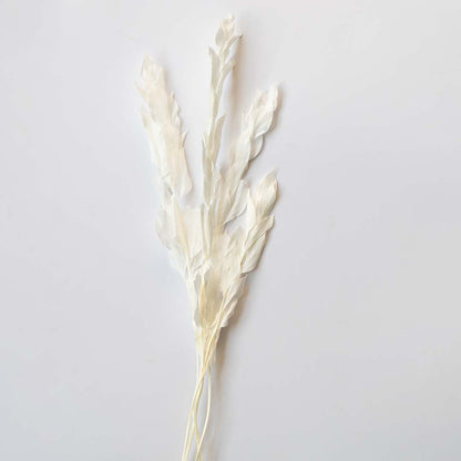 Dried white leaves stems arranged neatly on a white background featuring natural texture perfect for minimalist vases table decor and neutral home styling.