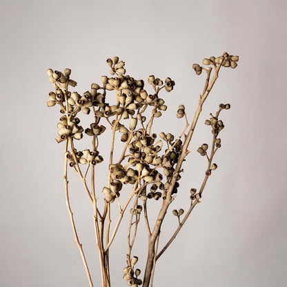 Closeup of natural dried brown seed pod stems showing detailed organic texture and warm earthy tones perfect for rustic vase decor and cozy interior styling.