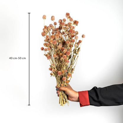 Dried flower with warm brown stems held by hand shown with a height of 40 cm displayed against a clean white background creating an earthy natural décor accent ideal for modern interior styling.
