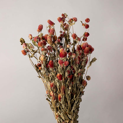 A lush bundle of rustic orange and red dried strawflower stalks for autumn farmhouse mantel vase decoration backdrop.