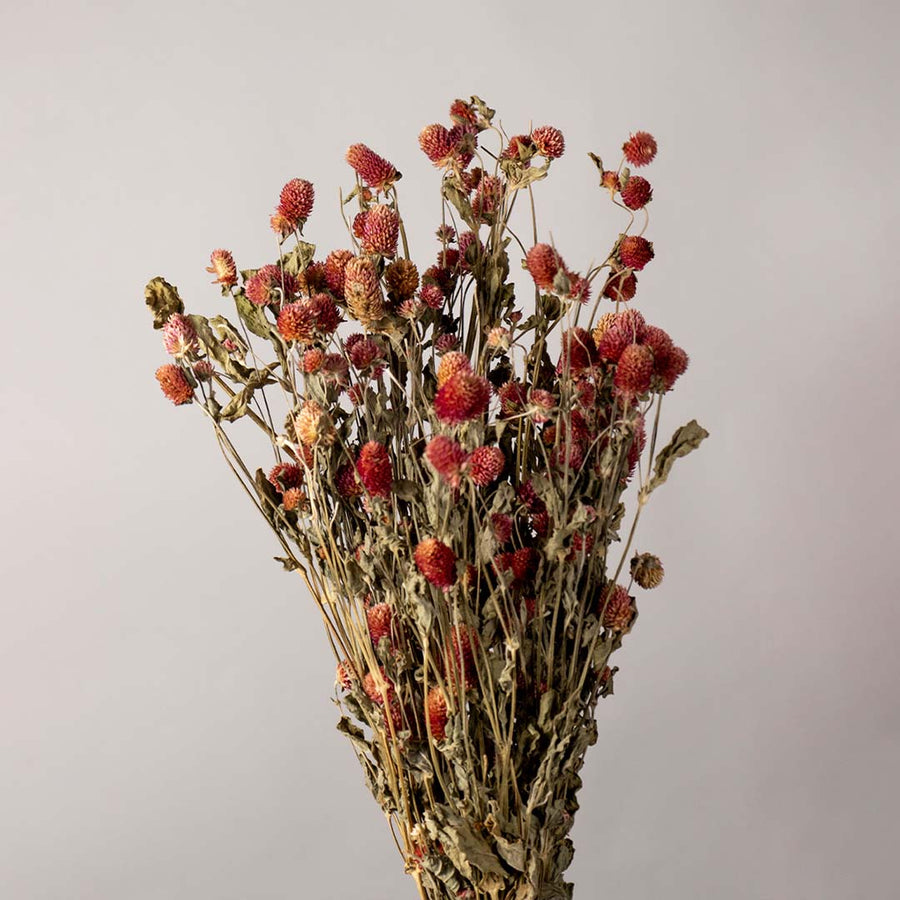 A lush bundle of rustic orange and red dried strawflower stalks for autumn farmhouse mantel vase decoration backdrop.