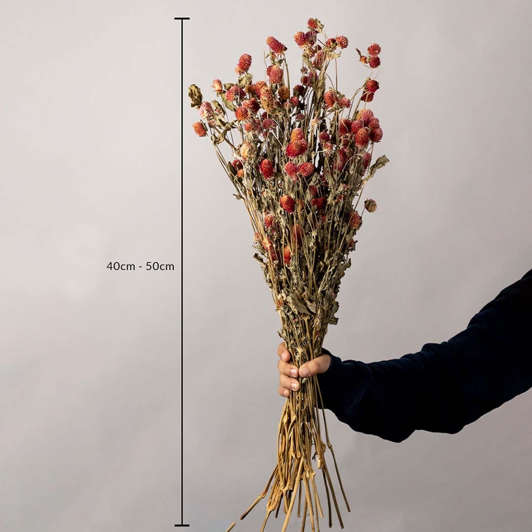 Red dried flower bunch with natural stems shown on white background with 40 to 50 cm height measurement dimensions.