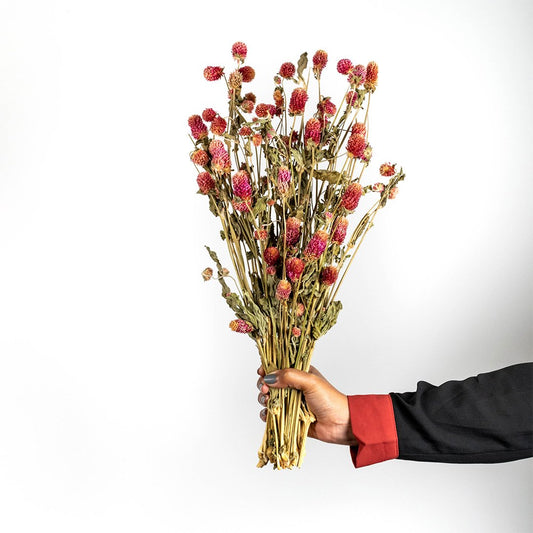 Hand holding a vibrant magenta pink dried globe amaranth flower bouquet for colorful tabletop decoration on white backdrop.