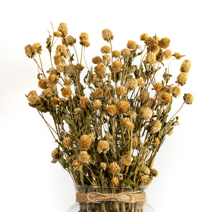 A large natural golden yellow dried globe amaranth flower bundle arranged inside a rustic vase on a white background.