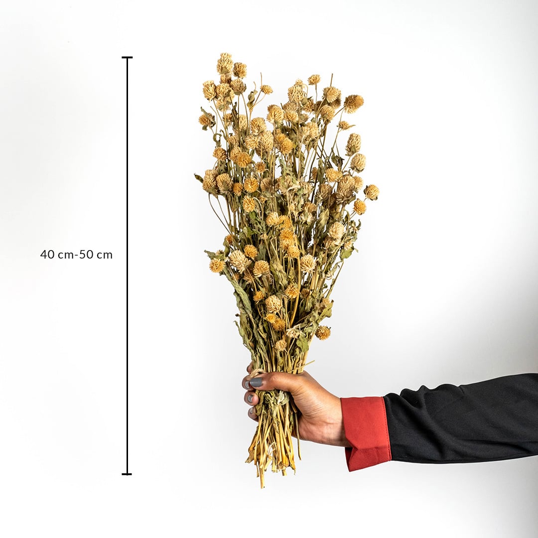 Dried flower arrangement with golden stems held by hand shown with a height of approximately 40 cm creating a rustic natural décor accent perfect for earthy and cozy home styling.